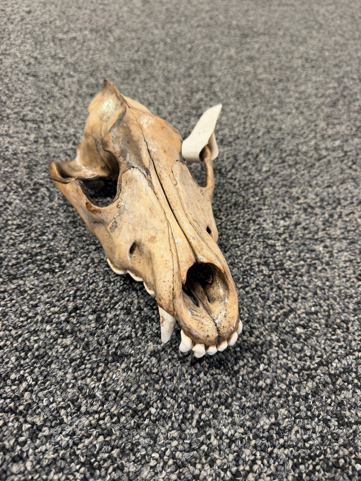 Wolf Skull