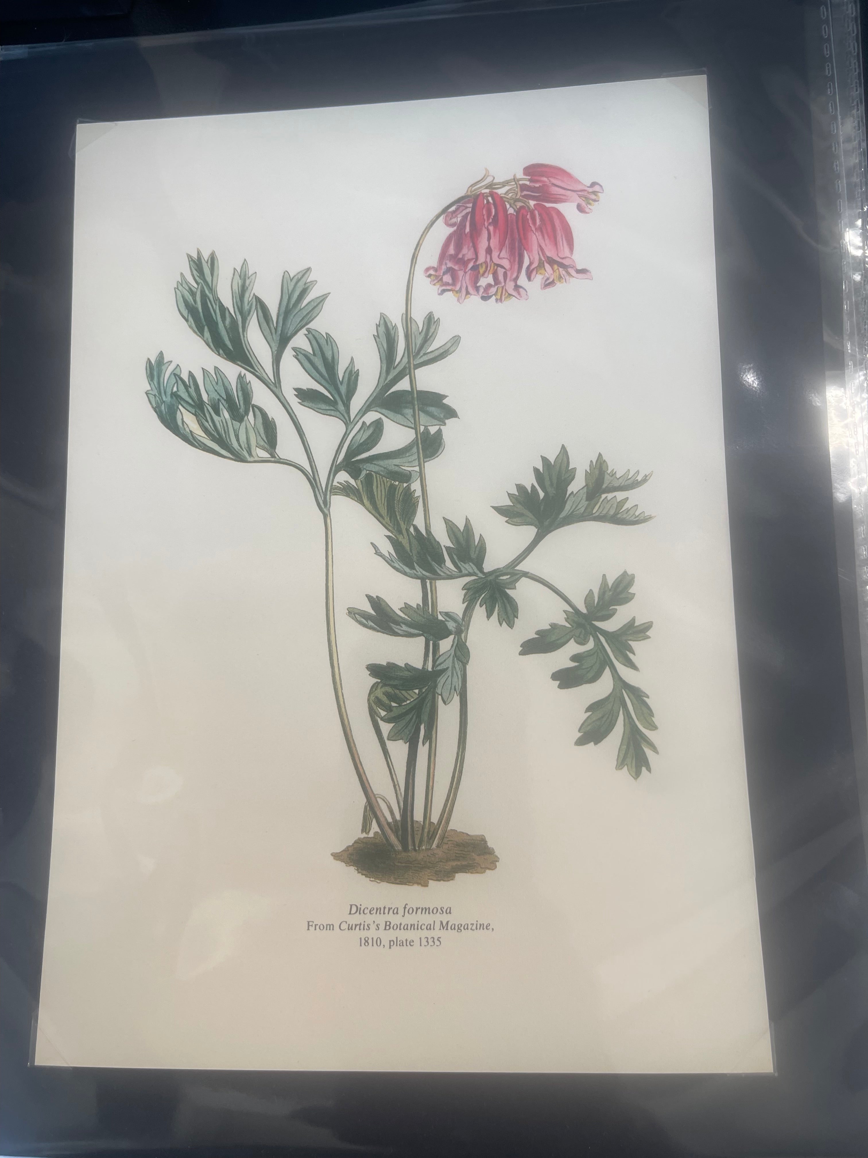 Dicentra formosa botanical illustration from Curtis's Botanical Magazine, 1810, plate 1335