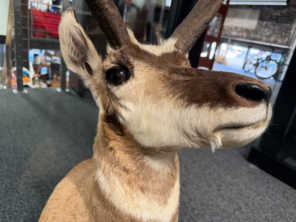 Antelope Taxidermy Shoulder Mount