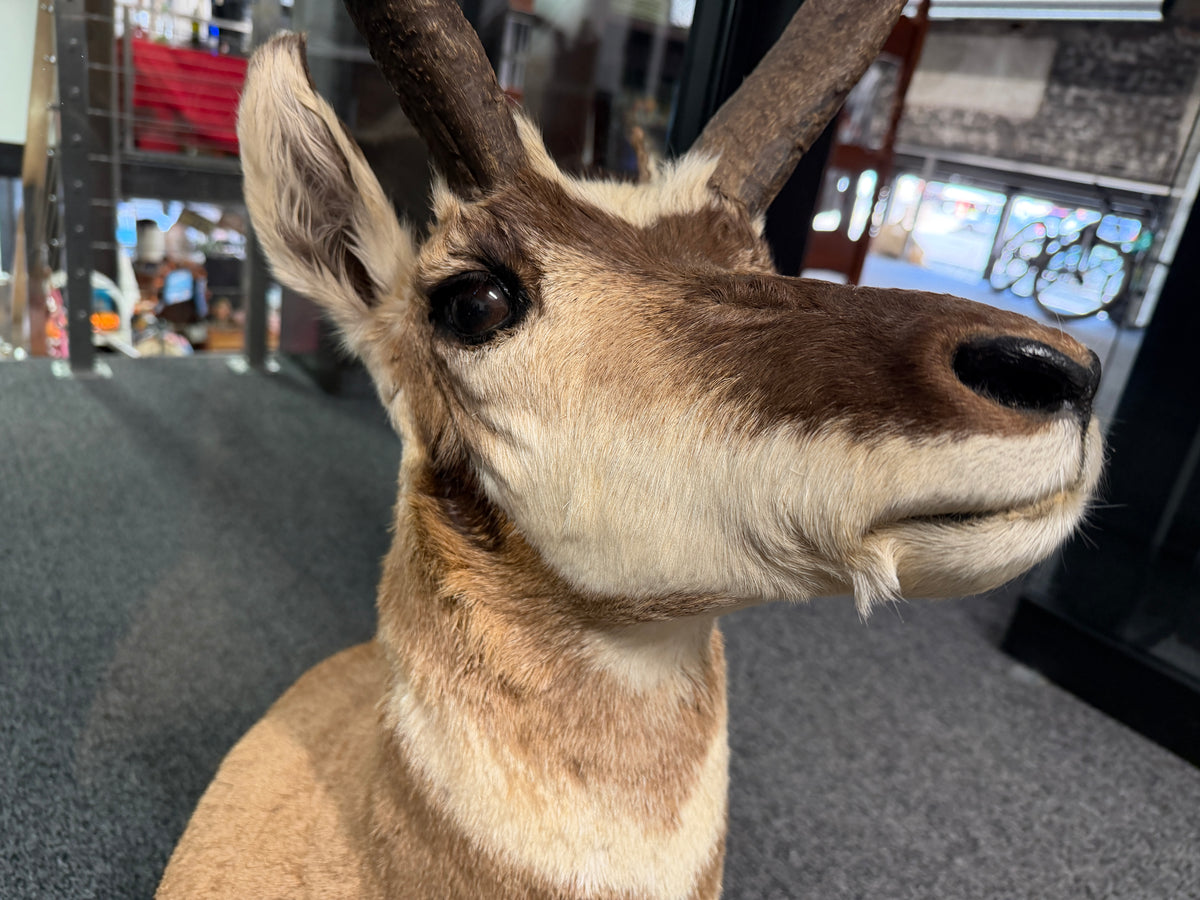 Antelope Taxidermy Shoulder Mount