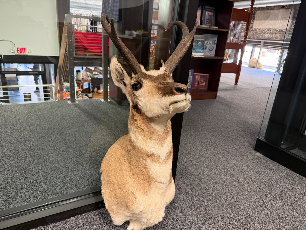 Antelope Taxidermy Shoulder Mount